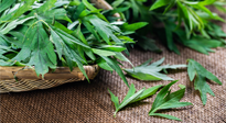 【行業(yè)資訊】南陽日報-成立保護創(chuàng)新基地 發(fā)展壯大艾草產(chǎn)業(yè)！