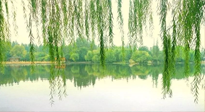 【養(yǎng)生知識(shí)】已入五九，六九將至，五九的養(yǎng)生秘訣，你知道嗎？