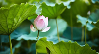 【三伏天養(yǎng)生】三伏天養(yǎng)生有六大禁忌，你知道嗎？記得分享給家人知道！