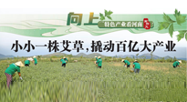 【行業(yè)資訊】向上，特色產(chǎn)業(yè)看河南：南陽艾區(qū)域品牌正在叫響！