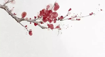 【冬日數(shù)九】2024年開(kāi)始數(shù)九，收藏好時(shí)間表，帶你了解什么是冬九九！