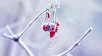 【小寒節(jié)氣】時(shí)處二三九，臘月梅花開！