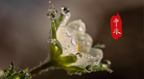 【二十四節(jié)氣灸】雨水節(jié)氣，扶陽、祛濕、調(diào)氣血，才是養(yǎng)生重點(diǎn)！艾灸，橫掃濕寒！