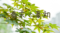 【艾灸養(yǎng)生】春末夏初：上熱下寒癥狀，補(bǔ)不如疏通淤堵，試試艾灸吧！